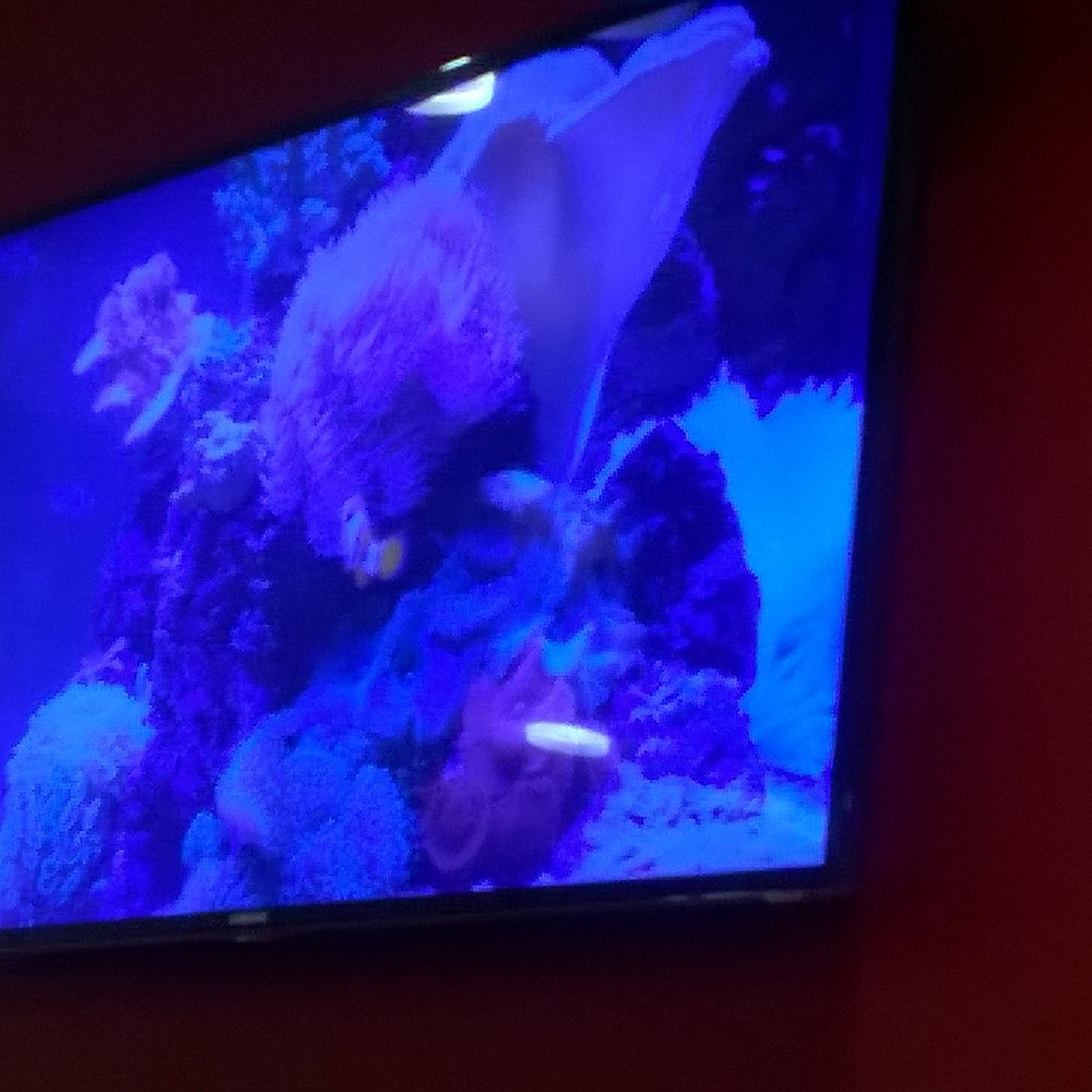 Adelphi Portrush - Fish tank tv - Hotels Near Me - Portrush, CLR