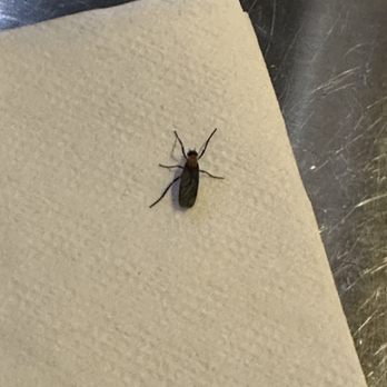 Buffalo Wild Wings - bugs from food and all over the bar. - Sports Bars Near Me - Jensen Beach, Florida