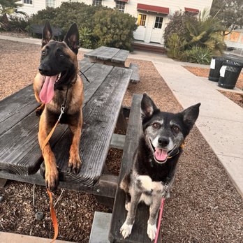 Potrerok9 - Our two dogs - Pet Training Near Me - Sacramento, California Potrerok9 - Our two dogs - Pet Training Near Me - Sacramento, California