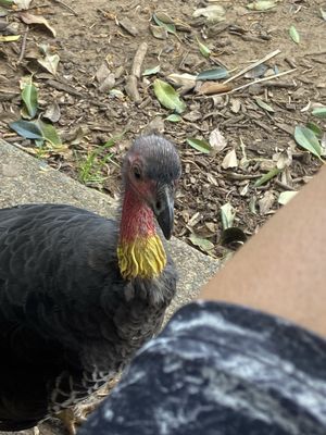 Wendy Whiteley's Secret Garden by null