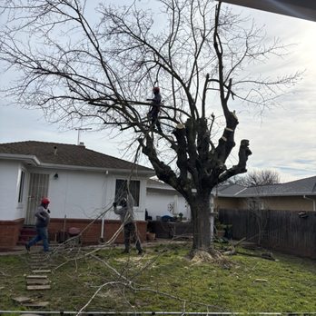 De La Cruz Tree Service - Trimming tree - Tree Services Near Me - Elk Grove, California De La Cruz Tree Service - Trimming tree - Tree Services Near Me - Elk Grove, California