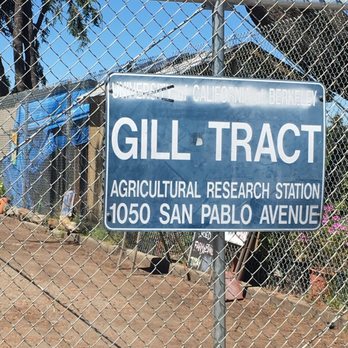 UC Gill Tract Community Farm - San Pablo fill tract gate entry - Farms Near Me - Albany, California UC Gill Tract Community Farm - San Pablo fill tract gate entry - Farms Near Me - Albany, California