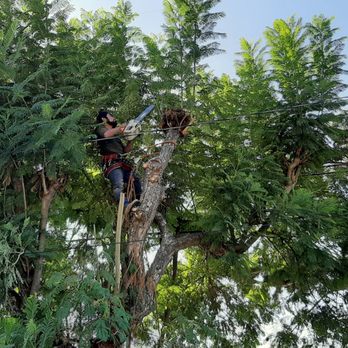 Paez Tree Service - cutting and trimming around power lines, did a great job - Tree Services Near Me - Anaheim, California Paez Tree Service - cutting and trimming around power lines, did a great job - Tree Services Near Me - Anaheim, California