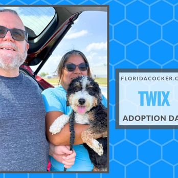 Florida Cocker Spaniel Rescue - Pet Adoption Near Me Florida Cocker Spaniel Rescue - Pet Adoption Near Me