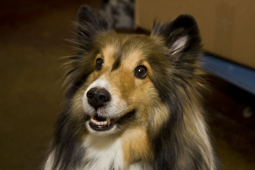 AIRDRIE DOG & PONY Updated October 2024 12 Photos 2002 Luxstone