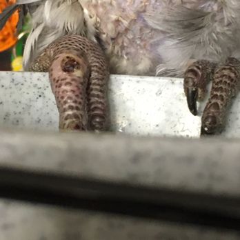 HealthPointe Veterinary Clinic - Bailey with swollen foot - Veterinarians Near Me - Duncan, South Carolina HealthPointe Veterinary Clinic - Bailey with swollen foot - Veterinarians Near Me - Duncan, South Carolina