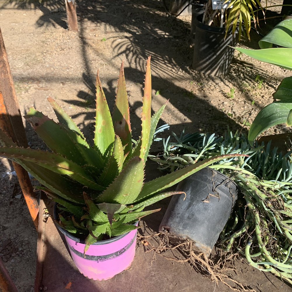 Plantenders Nursery - Nurseries & Gardening Near Me - Silverado, California