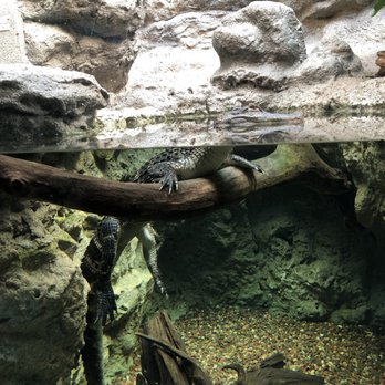 Shedd Aquarium - Alligator - Aquariums Near Me - Chicago, Illinois Shedd Aquarium - Alligator - Aquariums Near Me - Chicago, Illinois