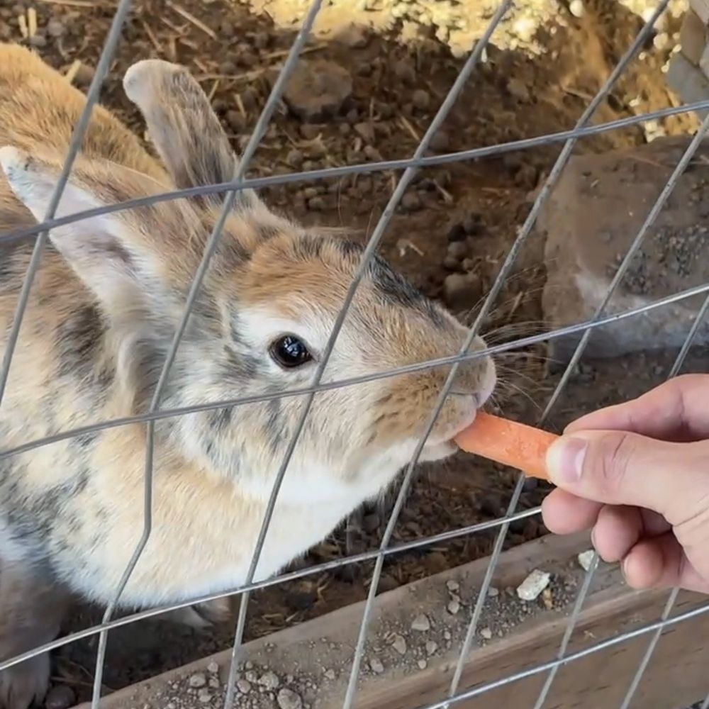 Back-to-Eden Ranch - Feeding a cute sweet bunny a carrot - Attraction Farms Near Me - Gilroy, California Back-to-Eden Ranch - Feeding a cute sweet bunny a carrot - Attraction Farms Near Me - Gilroy, California
