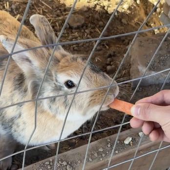 Back-to-Eden Ranch - Feeding a cute sweet bunny a carrot - Attraction Farms Near Me - Gilroy, California