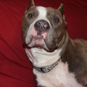 Eggers Dog Training - Tommy Lee - Pet Training Near Me Eggers Dog Training - Tommy Lee - Pet Training Near Me