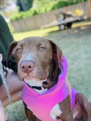 Indigo Rescue-Animal Rescue Consultation