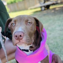 Indigo Rescue-Animal Rescue Consultation