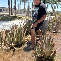 California High School - Male Student testing out the swimming facilities which include live greenery and bricks