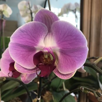 Bridgehampton Florist - Florists Near Me - Bridgehampton, New York