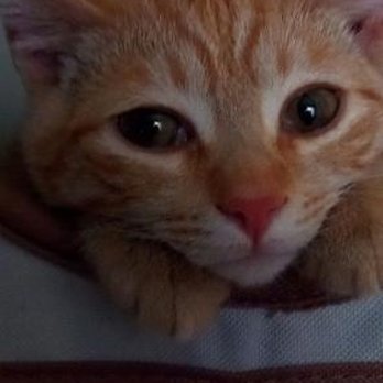 Nunn Better Pet Care - Pet Services Near Me