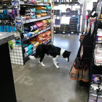 Self Serve Pet Spa - Checking the place out! 5 stars, she says! Thanks Amy and David! - Pet Stores Near Me - Bakersfield, California