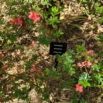 Sunken Gardens - Nurseries & Gardening Near Me - Saint Petersburg, Florida Sunken Gardens - Nurseries & Gardening Near Me - Saint Petersburg, Florida