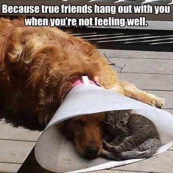 Townsend Veterinary Hospital - Veterinarians Near Me - Townsend, Massachusetts