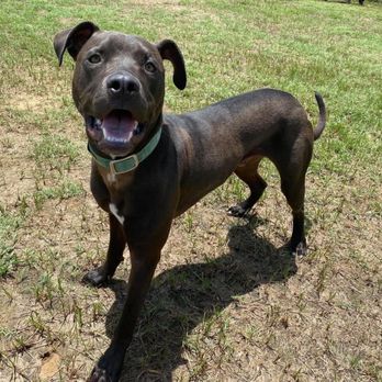 PlayStayTion Pet Resort & Training - Pet Groomers Near Me - Sadler, Texas