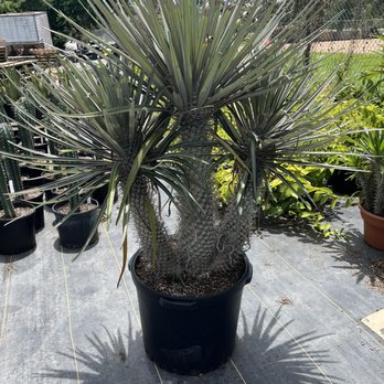 Fred Reyes Greenhouses - Madagascar palm amazing - Nurseries & Gardening Near Me - Simonton, Texas Fred Reyes Greenhouses - Madagascar palm amazing - Nurseries & Gardening Near Me - Simonton, Texas