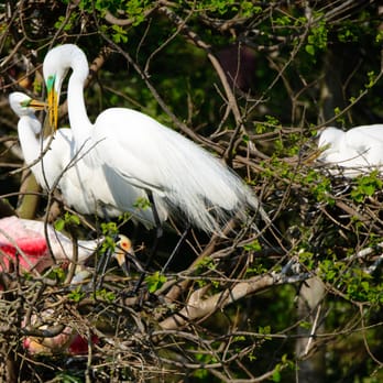 Houston Audubon Society - Public Services & Government Near Me - High Island, Texas