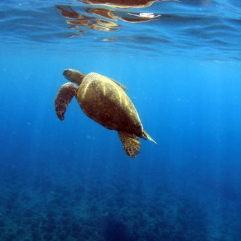 Ocean Joy Cruises - Tours Near Me - Kapolei, Hawaii Ocean Joy Cruises - Tours Near Me - Kapolei, Hawaii