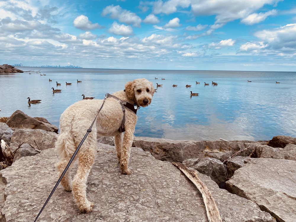 JACK DARLING MEMORIAL PARK Updated October 2024 114 Photos & 23 Reviews 1180 Lakeshore