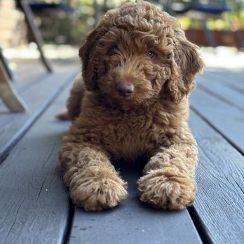Red White and Doodle - Pet Breeders Near Me Red White and Doodle - Pet Breeders Near Me