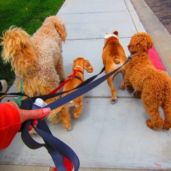 Salty Dog Walking - Out for a group walk - Dog Walkers Near Me - Redondo Beach, California Salty Dog Walking - Out for a group walk - Dog Walkers Near Me - Redondo Beach, California