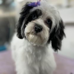 The Rusty Mutt - Miss Lucy's first puppy groom