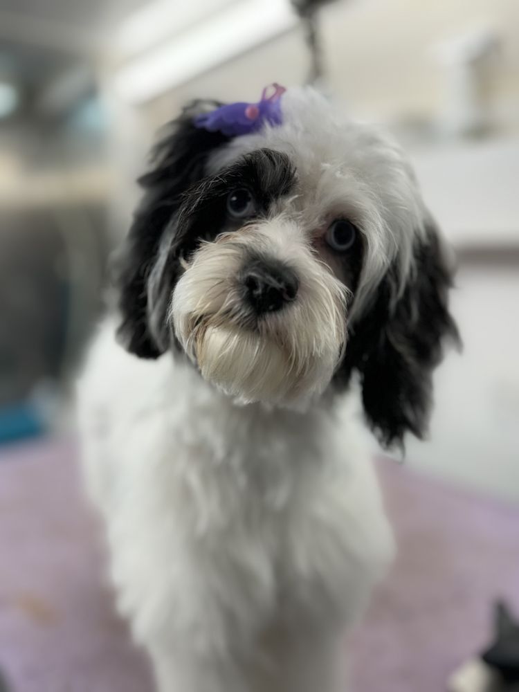 THE RUSTY MUTT Updated June 2024 19 Photos Hendersonville