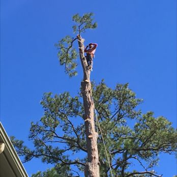 Houston Tree Removal - Tree Services Near Me - Houston, Texas Houston Tree Removal - Tree Services Near Me - Houston, Texas
