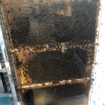 Lindsay Wildlife Experience - Beez! - Museums Near Me - Walnut Creek, California Lindsay Wildlife Experience - Beez! - Museums Near Me - Walnut Creek, California
