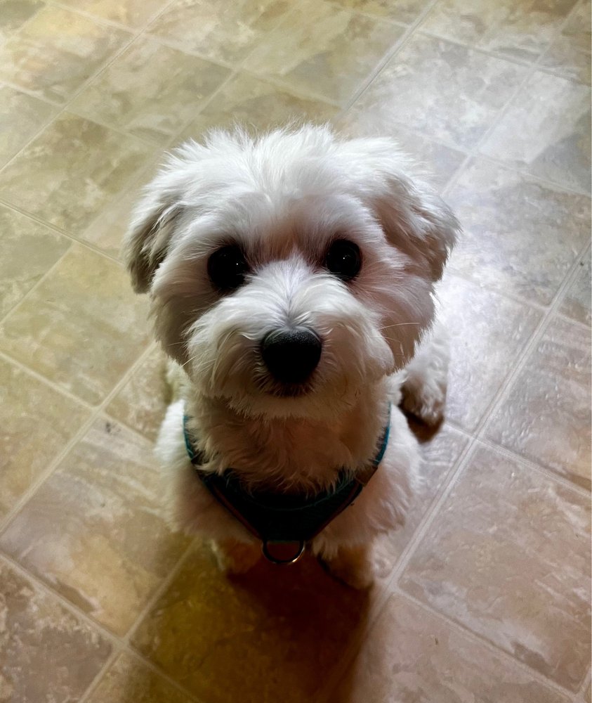 PAW PACK DOGGY DAYCARE Updated October 2024 887 Easton Turnpike