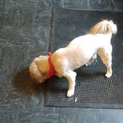 Mt Hermon Pet Grooming & Boarding - untitled