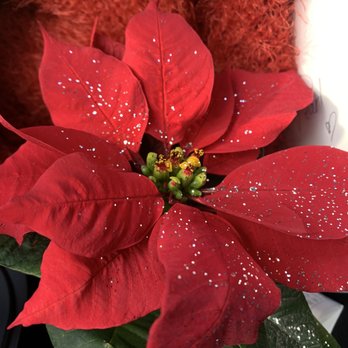 Trader Joe's - Trader Joe's poinsettias - Grocery Near Me - Monterey, California Trader Joe's - Trader Joe's poinsettias - Grocery Near Me - Monterey, California