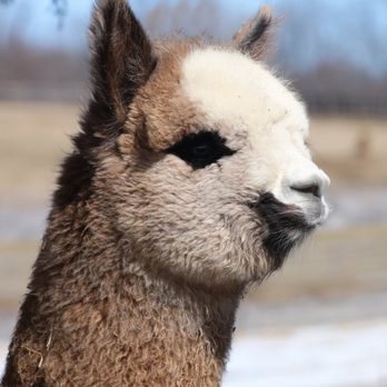 Black Barn Alpacas - From business owner - Attraction Farms Near Me - Finksburg, Maryland