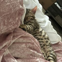 BienEstar Massage & Spa - My cat