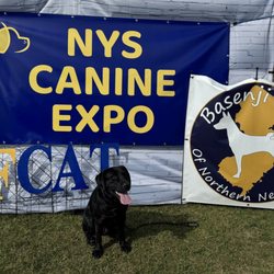 De Marinis Dog Training & Behavior