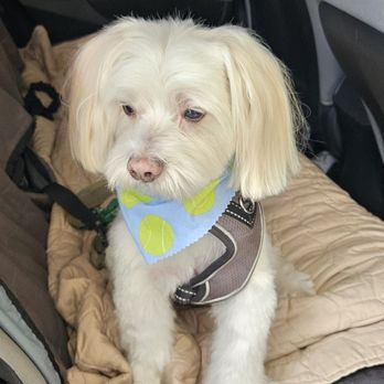 Fur Town Pet Spa- Arcadia - Pet Groomers Near Me - Arcadia, California