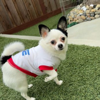 4 Paws Professional Pet Care - Mae Mae enjoying her day day at 4 Paws - Dog Walkers Near Me 4 Paws Professional Pet Care - Mae Mae enjoying her day day at 4 Paws - Dog Walkers Near Me