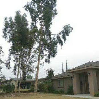 Fernando's Tree Services - Before - Tree Services Near Me - San Bernardino, California Fernando's Tree Services - Before - Tree Services Near Me - San Bernardino, California