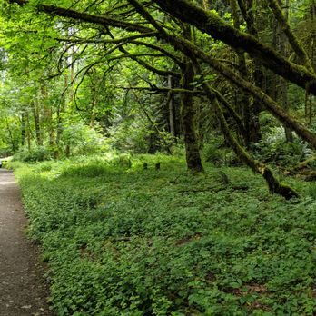 Forest Park - G.R.E.E.N. - Parks Near Me - Portland, Oregon