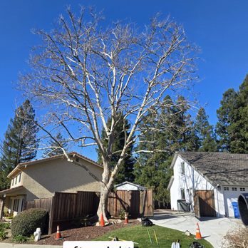 Arbor Vision - Tree Services Near Me - San Ramon, California