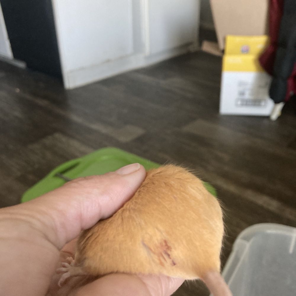 Chewed up mice Chewed up mice