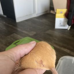 Chewed up mice Chewed up mice