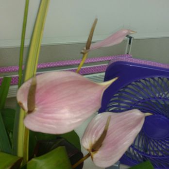 Beretania Florist - Not too attractive whatsoever at just a week old. - Florists Near Me - Honolulu, Hawaii