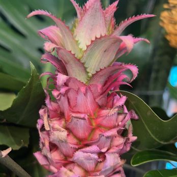 Green Fresh Florals + Plants - Pink pineapple looking flower - Florists Near Me - San Diego, California Green Fresh Florals + Plants - Pink pineapple looking flower - Florists Near Me - San Diego, California