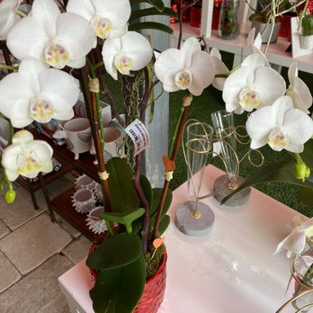 Casaplanta Garden Center - Orchid arrangement - Nurseries & Gardening Near Me - Miami, Florida